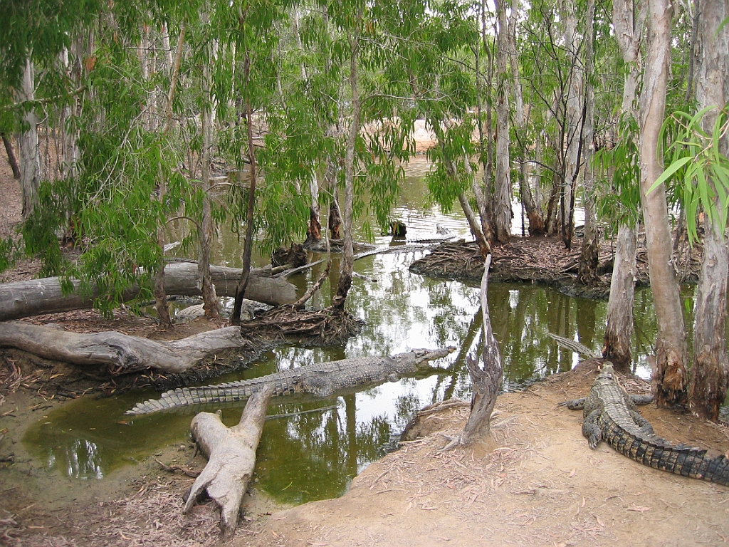 211 Hartley's Crocodile Farm.jpg